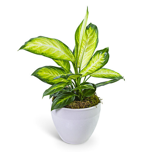 Dieffenbachia Plant in Ceramic