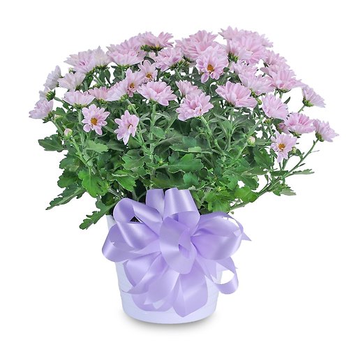 Lavendar Chrysanthemum in Ceramic Container