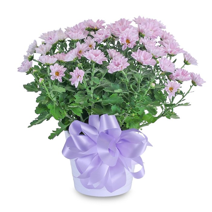 Lavendar Chrysanthemum in Ceramic Container