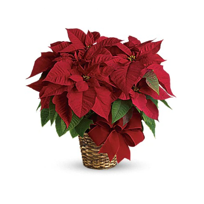 Red Poinsettia