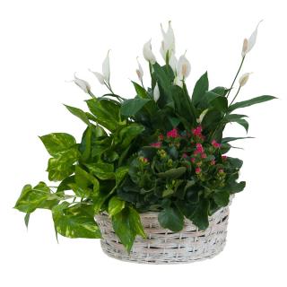 Living Garden Plant Basket