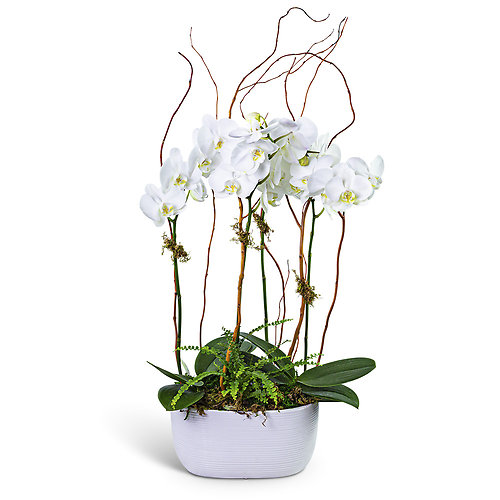 Fifth Avenue Triple Orchid