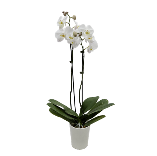 Orchid Plant in Ceramic