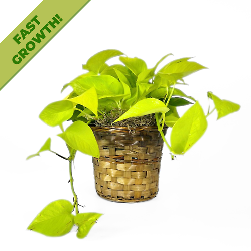Pothos