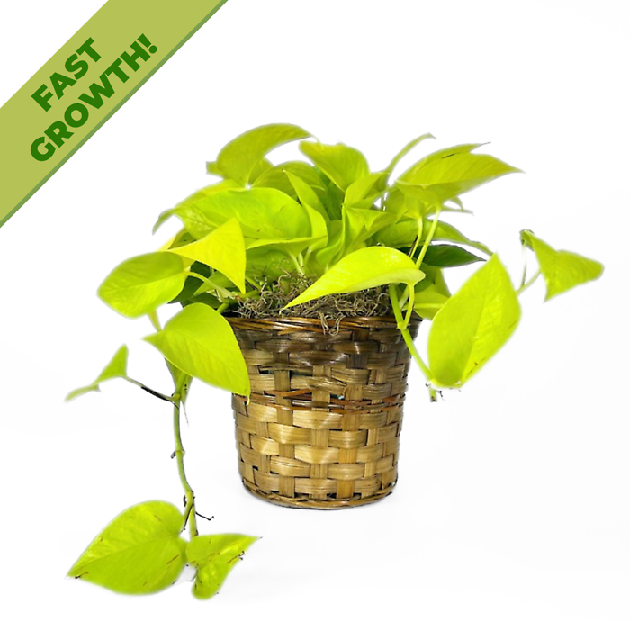 Pothos