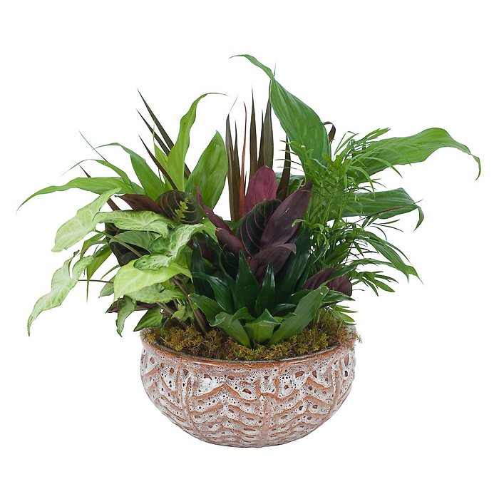 Large Dish Garden in ceramic container.