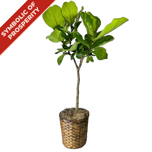 Fiddle Leaf Fig