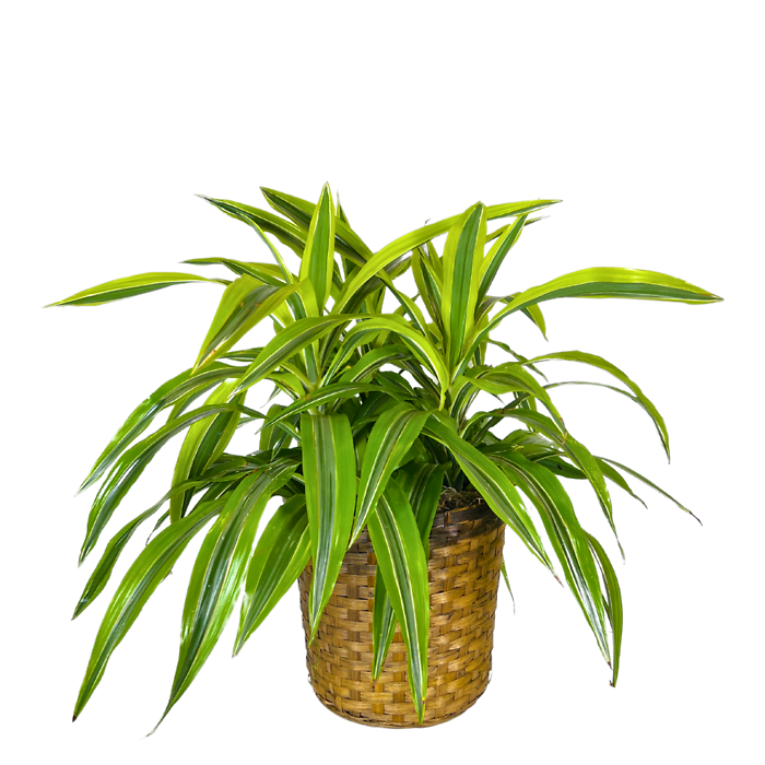 Dracaena Warneckii