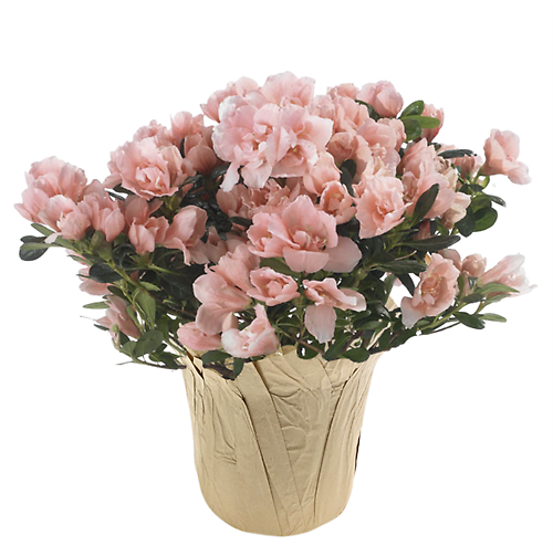 Azalea Plant