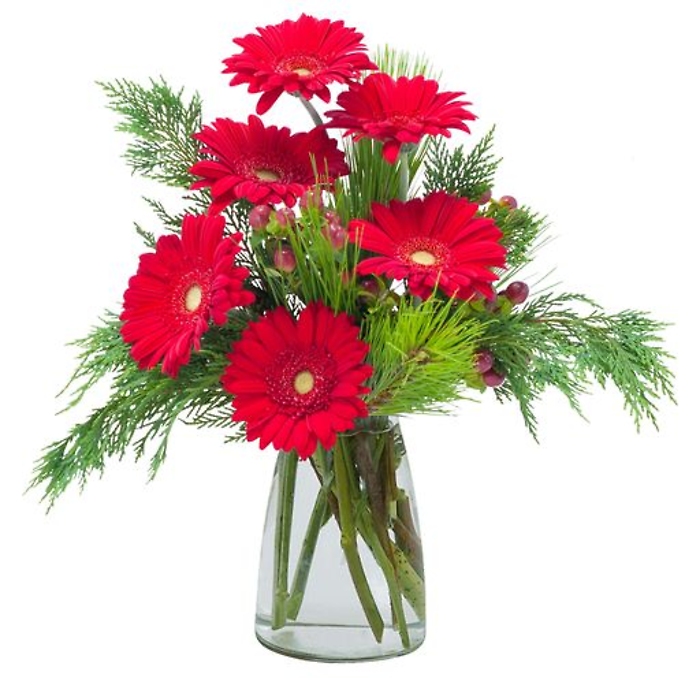 Winter Gerberas