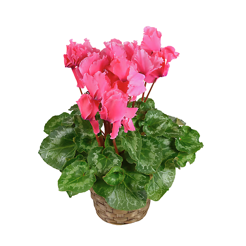 Blooming Cyclamen Plant