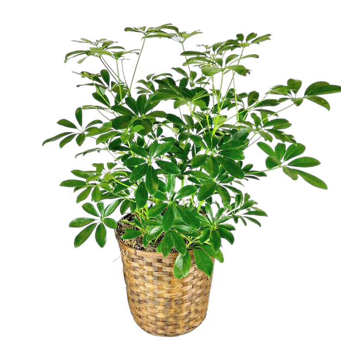 Umbrella Plant (Schefflera)