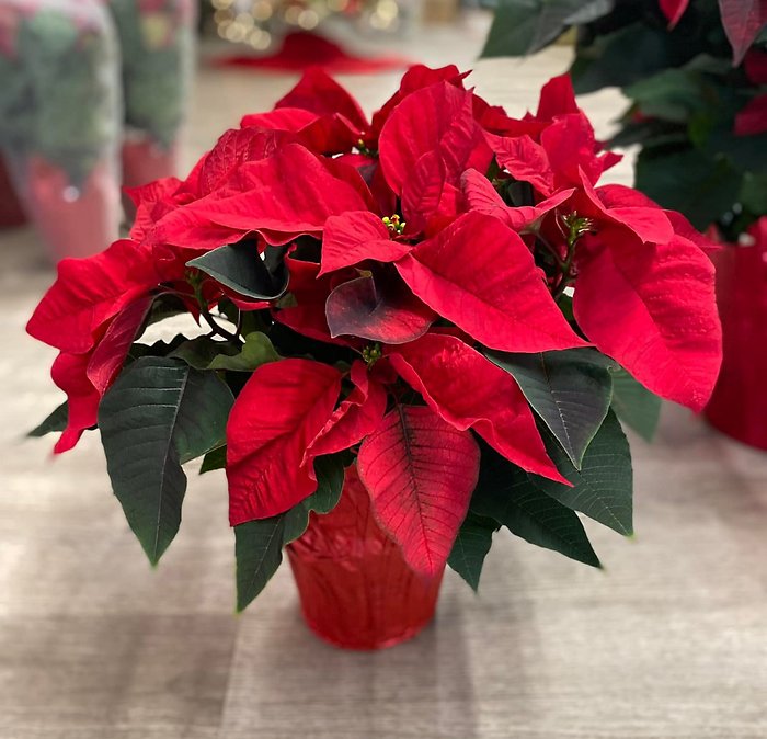 Red Poinsettia