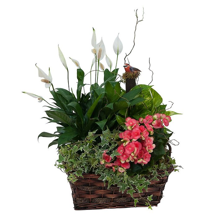 Living Blooming  Garden Basket