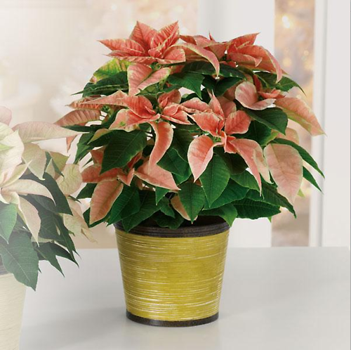 Pink Poinsettia