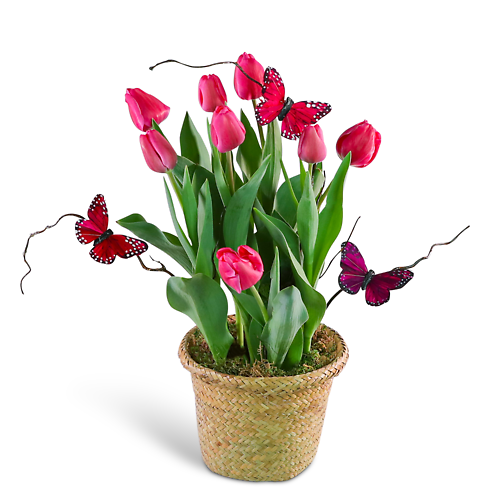 Pink Potted Tulip Plant with Butterflies