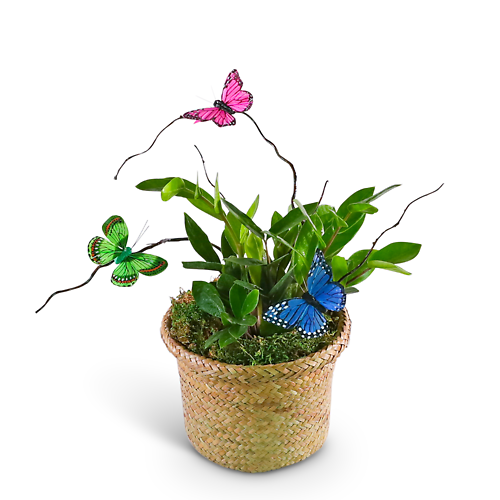 Zanzibar Gem Plant with Butterfly Accents