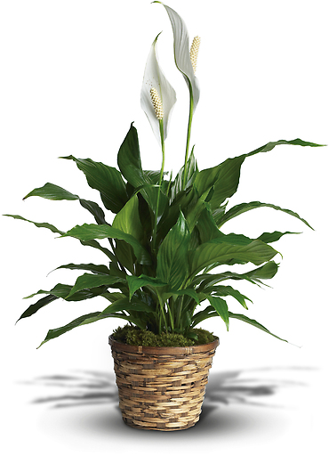 Spathiphyllum  Plant  - Medium