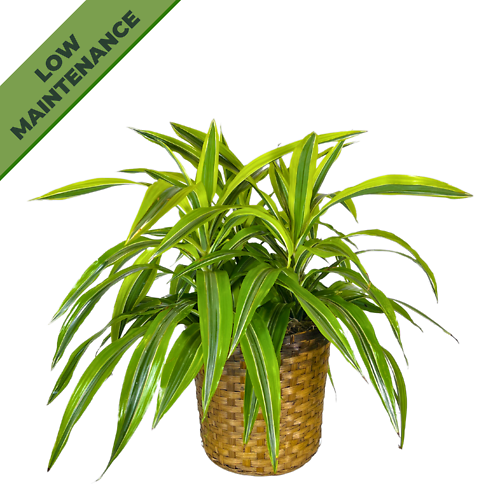 Dracaena Warneckii