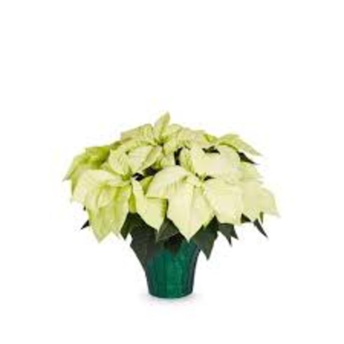 White Poinsettia