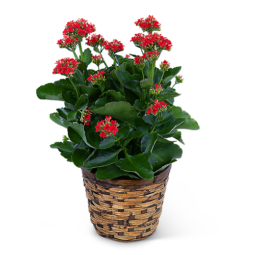 Kalanchoe Plant