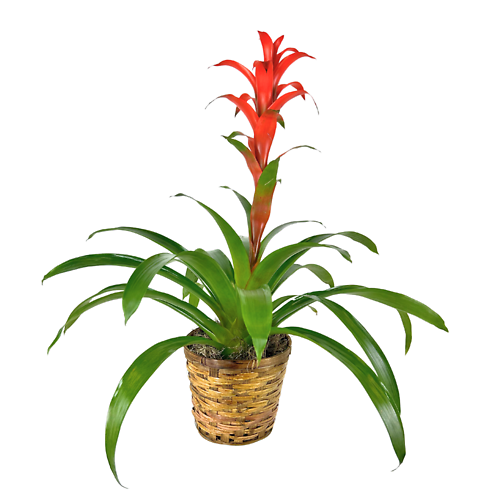 Bromeliad