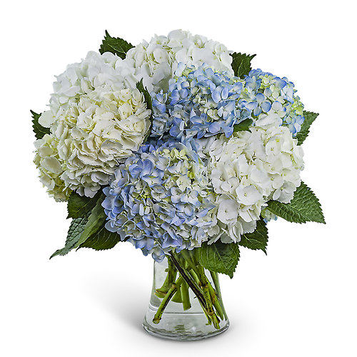 Lovely Lush Hydrangea