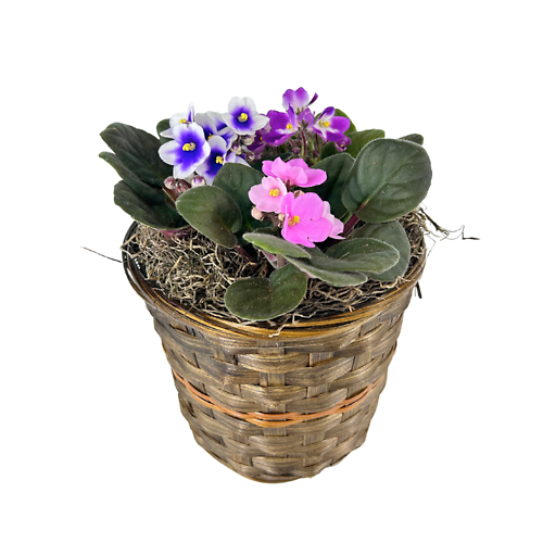 African Violet