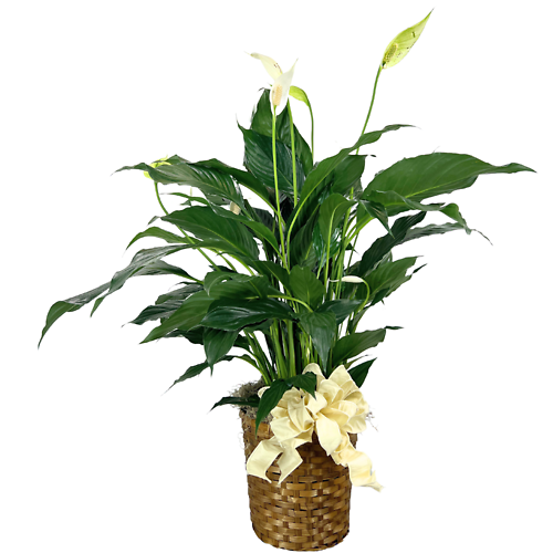 Dressed Peace Lily Plant