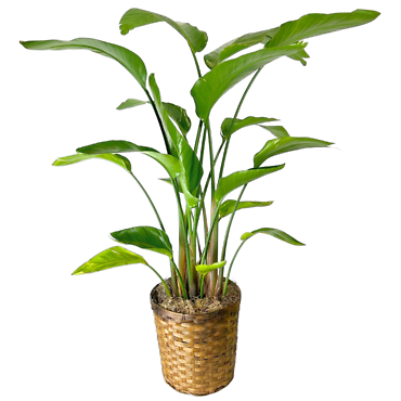 Bird of Paradise
