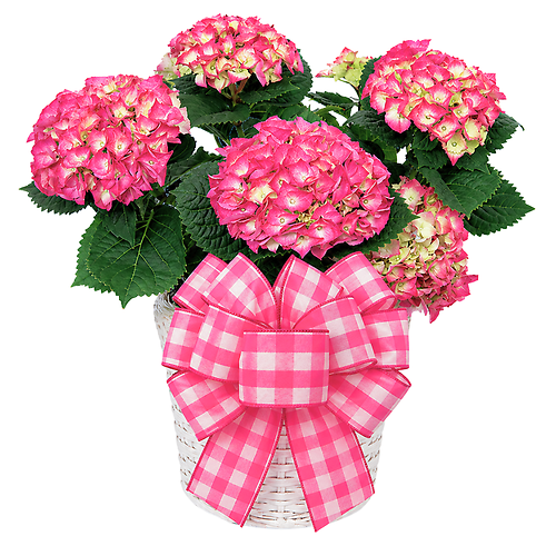 Dressed Hydrangea Plant