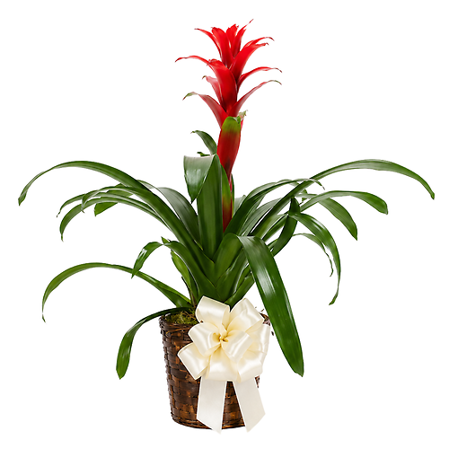 Dressed Bromeliad Plant