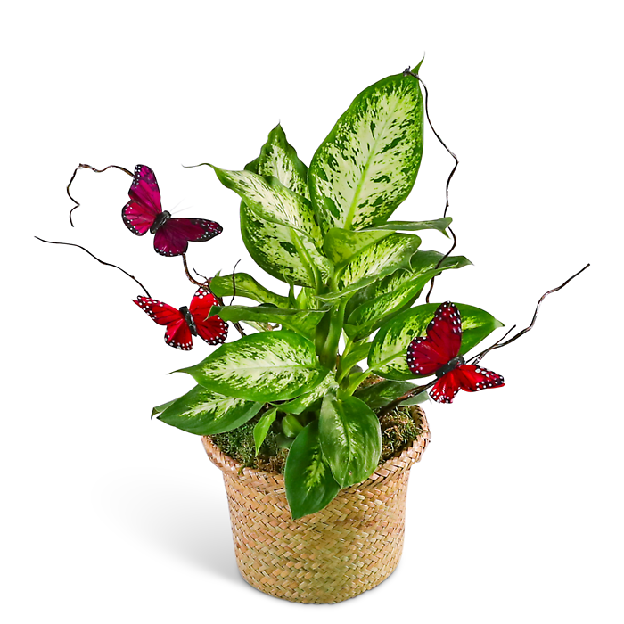Green Plant with Spring Accents