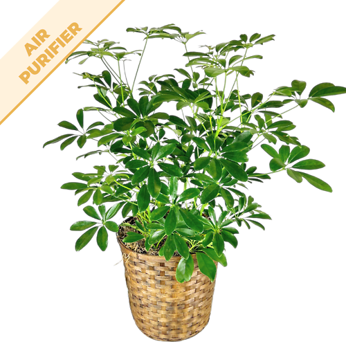Umbrella Plant (Schefflera)