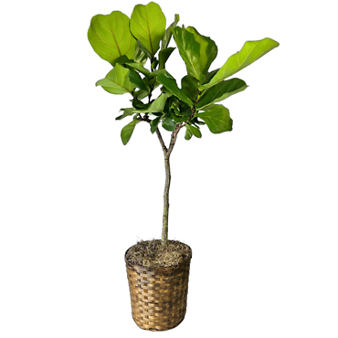 Fiddle Leaf Fig