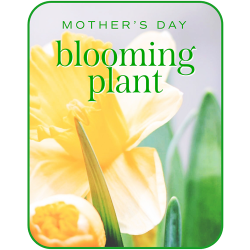 Mother\'s Day Blooming Plant