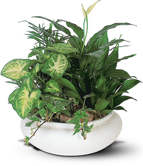 Medium Dish Garden in ceramic container