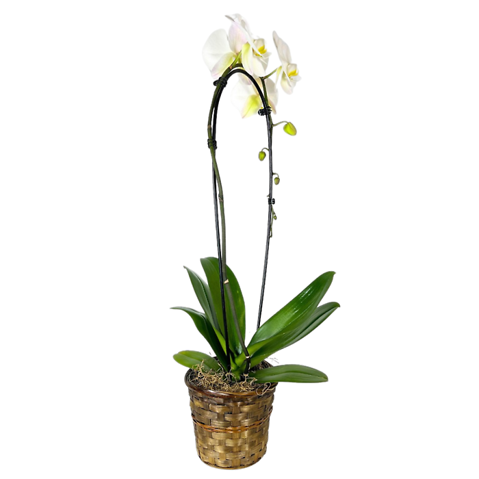 Double-Stemmed Orchid