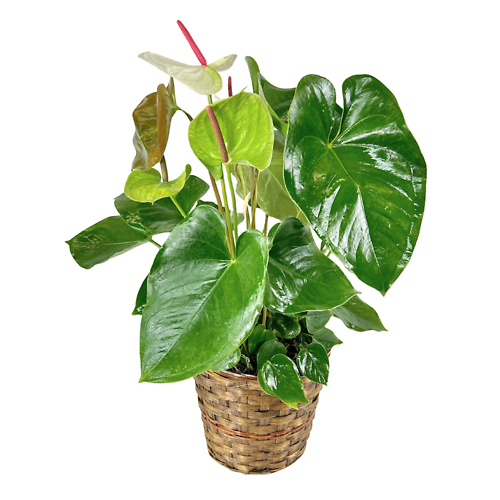 Anthurium