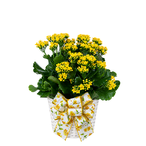 Dressed Kalanchoe Plant