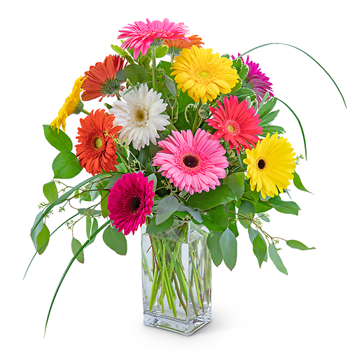One Dozen Colorful Gerbera