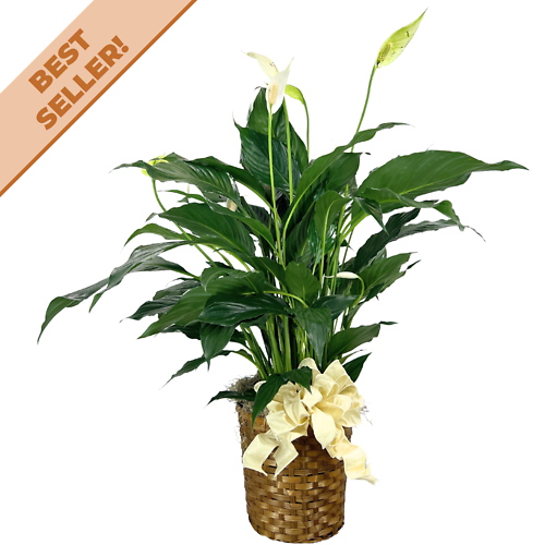 Dressed Peace Lily Plant