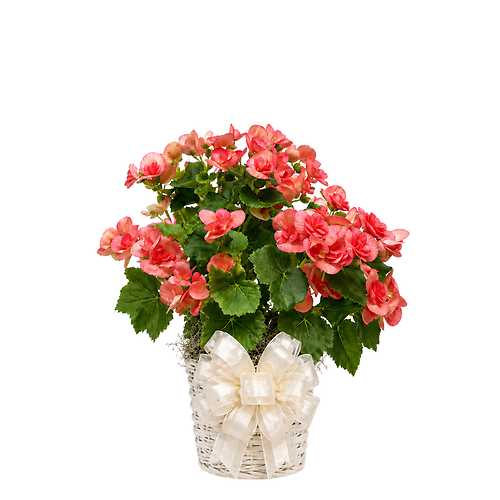 Dressed Reiger Begonia Plant