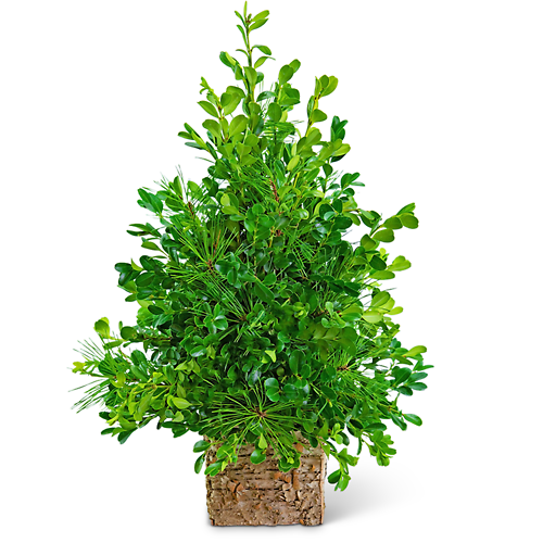 Bare Boxwood Tree