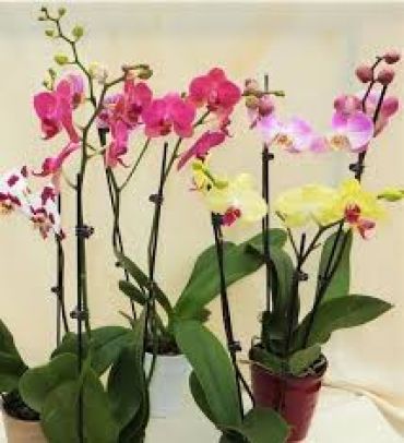 Phalenopsis Orchid Plants